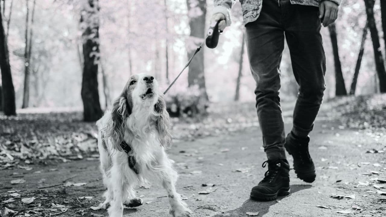 Dramatic Black and White Lut - After