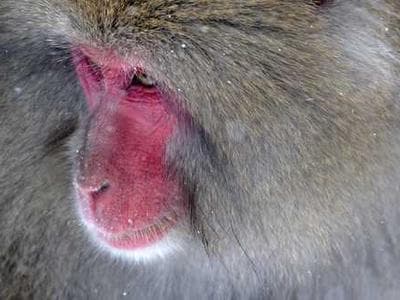 Cinemadio showcase 2